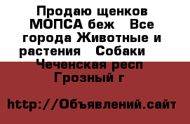 Продаю щенков МОПСА беж - Все города Животные и растения » Собаки   . Чеченская респ.,Грозный г.